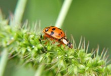 L Bird 7 9 22 - 2.jpg