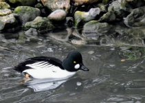 DSCF0246 (1).JPG DSCF0246 (1).JPG