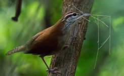 EF7A2651ajpg.jpg EF7A2651ajpg.jpg