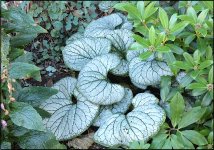 Horseshoe shaped leaves Blackmore Gardens Sidmouth FZ82 P1000754.JPG