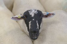 _7815336.jpg _7815336.jpg