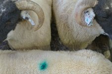 _7815273.jpg _7815273.jpg