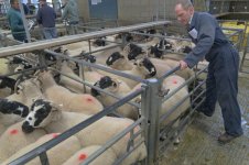 _7820280-2.jpg _7820280-2.jpg