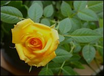 Flower on Susies rose bush FZ82 P1000803.JPG