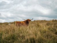 038 Highland Cow under Gt Trowlesworthy Tor 02-8924 PS Adj.JPG