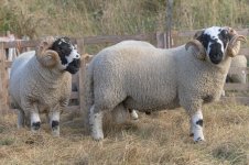 _7815596.jpg _7815596.jpg