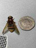 1DC049F7-D1E2-4716-B7F5-2D0B32FB18FC.jpeg 1DC049F7-D1E2-4716-B7F5-2D0B32FB18FC.jpeg