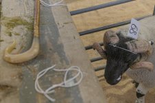 _7816131.jpg _7816131.jpg