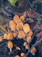 week 39 - Depict a song-3.jpg