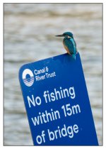 Kingfisher # 2 (small).jpg