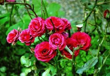 F75 test - Rose Cluster.jpg