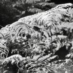 000092620044 copy.jpg