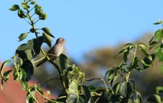 IMG_0268.jpg IMG_0268.jpg