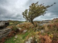 020 Bench Tor 04-0128 PS Adj.JPG 020 Bench Tor 04-0128 PS Adj.JPG