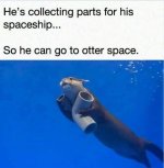Otter.jpg