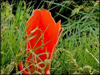 Broken plastic pipe in field Clyst St Mary FZ82 P1000875.JPG