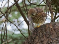 Kestrel - October - 2022 1.jpg