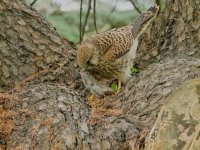 Kestrel - October - 2022 2.jpg