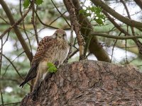 Kestrel - October - 2022.jpg