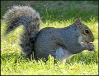 Squirrel Blackmore Gardens Sidmouth FZ82 P1000749.JPG