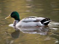 Mallard.jpg Mallard.jpg