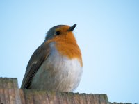 Robin Up Close.jpg Robin Up Close.jpg