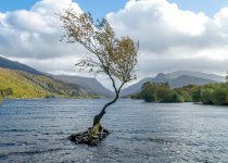 llanb tree.jpg
