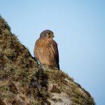 Kestrel 17Oct2022.jpg