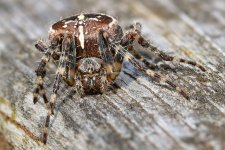 2022-10-19_07-46-02.jpg 2022-10-19_07-46-02.jpg