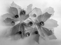 img867-copy-2-levels-tp.jpg img867-copy-2-levels-tp.jpg