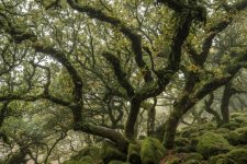 020 Wistman's Wood 01-1389 PS Adj.JPG