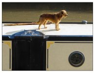 Narrowboat Dog.jpg Narrowboat Dog.jpg