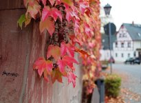 L1010231_DxO-z35b-2-c.jpg L1010231_DxO-z35b-2-c.jpg