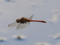 DSC_2164_100crop.jpg DSC_2164_100crop.jpg