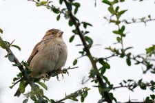 DSC_3429.jpg DSC_3429.jpg