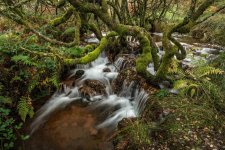 031 Waterfalls in Soussons Down Plantation 02-0252 PS Adj V2.JPG