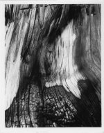 Burnt tree 2 Jessops Gr 3 Epson v700,002.jpg