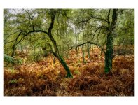 375E3614-4F68-4C1D-B24F-B1EF59A3CB96.jpeg 375E3614-4F68-4C1D-B24F-B1EF59A3CB96.jpeg