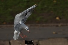 vzvffdv.jpg vzvffdv.jpg