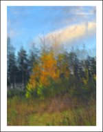 WEEK 44 - AUTUMN.jpg