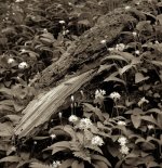 2022-5-9 Throckley Dene, Intrepid 4x5, TMX, EI100, HC110 Dil B 6m, 001.jpg