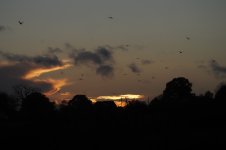 PB061803-1k.jpg PB061803-1k.jpg