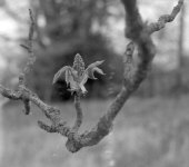 2204CPMXBW02 Chestnut.jpg