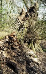 1121_034-22 copy.jpg