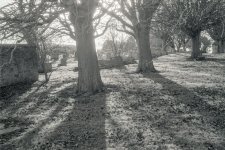 edit against the light trees.jpg