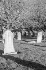 edit graves under trees.jpg