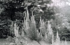 edit new growth group.jpg