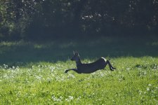 PB121998-1k.jpg PB121998-1k.jpg