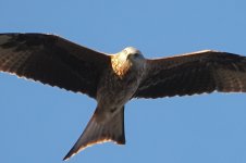 PB122086-1k.jpg PB122086-1k.jpg