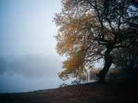 Frensham Fog _ 1024 (1 of 4) - B0001850.jpg